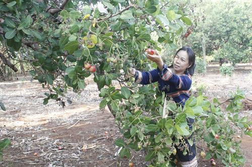 Chị Rơ Chăm Hoa trong vườn điều trĩu quả chuyển đổi từ diện tích trồng cà phê kém năng suất. Ảnh: Hồng Điệp - TTXVN Chị Rơ Chăm Hoa trong vườn điều trĩu quả chuyển đổi từ diện tích trồng cà phê kém năng suất. Ảnh: Hồng Điệp - TTXVN