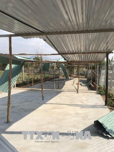 Lều, chòi được dựng tạm bợ ngay tại khu vực đất sản xuất ở phường Thống Nhất thành phố Kon Tum. Ảnh: Cao Nguyên - TTXVN Lều, chòi được dựng tạm bợ ngay tại khu vực đất sản xuất ở phường Thống Nhất thành phố Kon Tum. Ảnh: Cao Nguyên - TTXVN