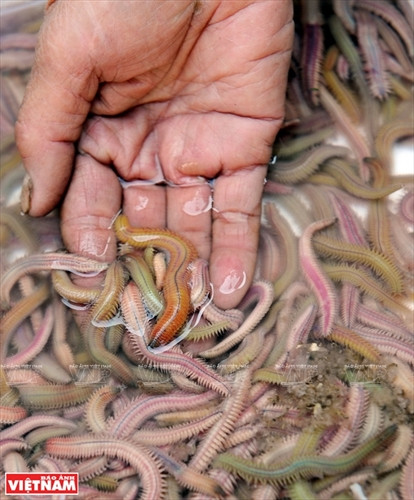 Rươi kho Tứ Kỳ ảnh 1 Rươi kho Tứ Kỳ ảnh 1