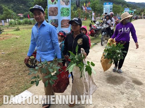 Đồng bào huyện Nam Trà My nô nức mang sâm Ngọc Linh đến bán tại Lễ hội. Ảnh: Đỗ Trưởng Lễ hội sâm Ngọc Linh lần thứ 3 - 2019 thu hút trên 2.500 lượt khách đến tham quan, mua sắm với doanh thu hơn 10,5 tỷ đồng, riêng mặt hàng sâm củ bán được khoảng 110 kg. Ảnh: Đỗ Trưởng