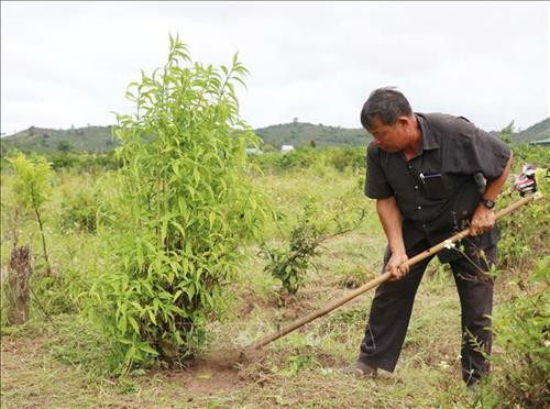Ông Phan Đình Xuân chăm sóc vườn cây dược liệu theo phương pháp canh tác hữu cơ. Ảnh: Tuấn Anh - TTXVN
