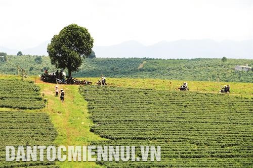 Đồi chè Oolong (giống chè Đài Loan) ở xã Lộc Tân - giống chè được chuyển đổi đem lại giá trị kinh tế cao