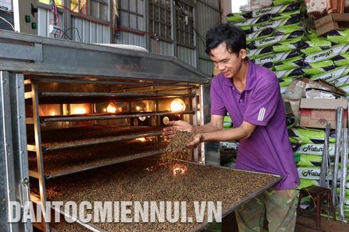 Tỉnh Gia Lai khuyến khích nông dân thành lập hợp tác xã, tổ liên kết hướng đến sản xuất sản phẩm hồ tiêu sạch và bền vững. Ảnh: Đức Thụy Phơi hồ tiêu sau thu hoạch ở xã Chư Pông, huyện Chư Sê. Ảnh: Đức Thụy Anh Trần Quang Sơn ở thôn 1, xã Nam Yang, huyện Đak Đoa đã nghiên cứu và sáng chế thành công máy sấy hồ tiêu sạch bằng tia hồng ngoại. Ảnh: Hồng Điệp