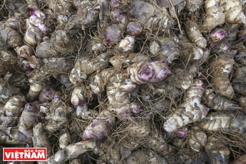 Miến dong Minh Hồng ảnh 1