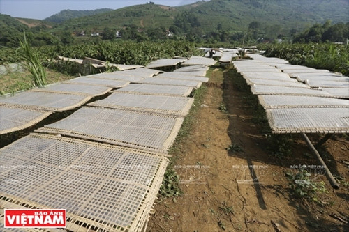 Miến dong Minh Hồng ảnh 3