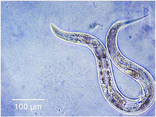 Giun tròn Caenorhabditis elegans. Ảnh: researchgate.net Giun tròn Caenorhabditis elegans. Ảnh: researchgate.net