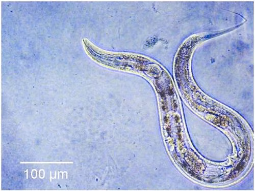 Giun tròn Caenorhabditis elegans. Ảnh: researchgate.net