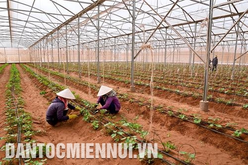 Ứng dụng thành công khoa học công nghệ vào sản xuất rượu vang thanh long. Ảnh: Nguyễn Thanh Các hợp tác xã khai thác và chế biến hải sản trên địa bàn tỉnh Bình Thuận góp phần không nhỏ vào việc giải quyết việc làm và nâng cao thu nhập cho bà con dân tộc. Ảnh: Nguyễn Thanh Trồng dưa lưới trong nhà màng tại huyện Bắc Bình. Ảnh: Nguyễn Thanh Mô hình trồng nấm linh chi, nấm rơm và sản xuất phân hữu cơ tại Hợp tác xã nông nghiệp Lạc Tánh, huyện Tánh Linh. Ảnh: Nguyễn Thanh Trồng lúa chất lượng cao đem lại hiệu quả kinh tế cho nông dân tại huyện Đức Linh. Ảnh: Nguyễn Thanh Ứng dụng thành công khoa học công nghệ vào sản xuất rượu vang thanh long. Ảnh: Nguyễn Thanh Các hợp tác xã khai thác và chế biến hải sản trên địa bàn tỉnh Bình Thuận góp phần không nhỏ vào việc giải quyết việc làm và nâng cao thu nhập cho bà con dân tộc. Ảnh: Nguyễn Thanh Trồng dưa lưới trong nhà màng tại huyện Bắc Bình. Ảnh: Nguyễn Thanh Mô hình trồng nấm linh chi, nấm rơm và sản xuất phân hữu cơ tại Hợp tác xã nông nghiệp Lạc Tánh, huyện Tánh Linh. Ảnh: Nguyễn Thanh Trồng lúa chất lượng cao đem lại hiệu quả kinh tế cho nông dân tại huyện Đức Linh. Ảnh: Nguyễn Thanh