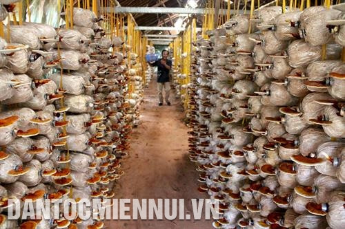 Ứng dụng thành công khoa học công nghệ vào sản xuất rượu vang thanh long. Ảnh: Nguyễn Thanh Các hợp tác xã khai thác và chế biến hải sản trên địa bàn tỉnh Bình Thuận góp phần không nhỏ vào việc giải quyết việc làm và nâng cao thu nhập cho bà con dân tộc. Ảnh: Nguyễn Thanh Trồng dưa lưới trong nhà màng tại huyện Bắc Bình. Ảnh: Nguyễn Thanh Mô hình trồng nấm linh chi, nấm rơm và sản xuất phân hữu cơ tại Hợp tác xã nông nghiệp Lạc Tánh, huyện Tánh Linh. Ảnh: Nguyễn Thanh Trồng lúa chất lượng cao đem lại hiệu quả kinh tế cho nông dân tại huyện Đức Linh. Ảnh: Nguyễn Thanh