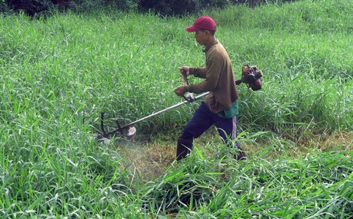 Anh Nguyễn Văn Sơn, xã Tân Thạnh Đông chuyển đổi diện tích trồng lúa không hiệu quả sang trồng cỏ voi để nuôi gần 20 con bò sữa
