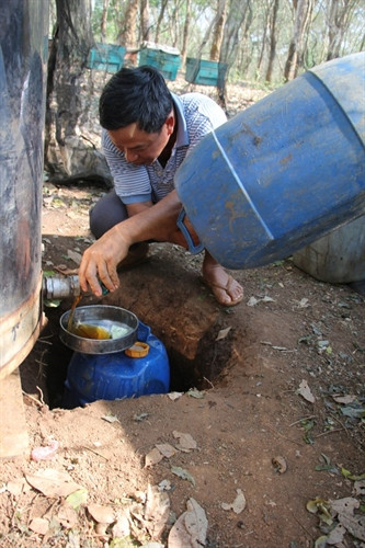 Chiết mật ong từ thùng lớn ra can trước khi đưa đi tiêu thụ. Phút giải lao bên trong lán trại.