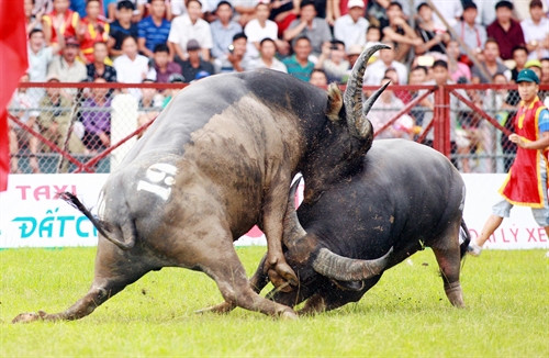Quyết liệt trận đấu giữa trâu số 19 và trâu số 15. Ảnh: Lâm Khánh - TTXVN Quyết liệt trận đấu giữa trâu số 19 và trâu số 15. Ảnh: Lâm Khánh - TTXVN