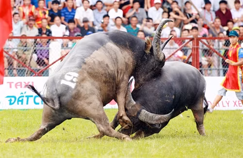 Quyết liệt trận đấu giữa trâu số 19 và trâu số 15. Ảnh: Lâm Khánh - TTXVN