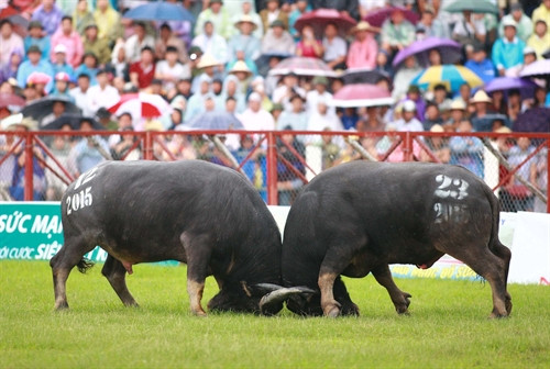 Trận đấu giữa trâu số 12 và trâu số 23 (vô địch). Ảnh: Lâm Khánh - TTXVN Trận đấu giữa trâu số 12 và trâu số 23 (vô địch). Ảnh: Lâm Khánh - TTXVN