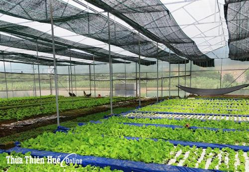 Mô hình trồng rau sạch trong nhà lưới, nhà kính tại Khe Tre, huyện Nam Đông. Ảnh: baothuathienhue.vn Mô hình trồng rau sạch trong nhà lưới, nhà kính tại Khe Tre, huyện Nam Đông. Ảnh: baothuathienhue.vn