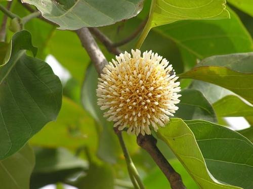 Cá kho gáo, đặc sản dân dã Ninh Bình ảnh 1