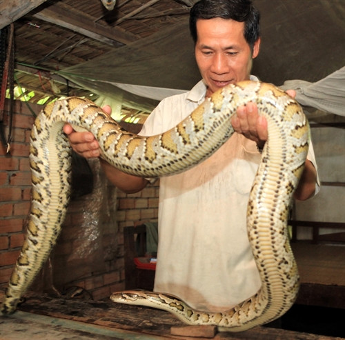 Hộ gia đinh ông Dương Văn Da ở xã Diễn Trung, thị xã Vị Thanh (Hậu Giang) vay vốn ngân hàng phát triển chăn nuôi trăn cho hiệu quả kinh tế cao. Trần Việt- TTXVN Hộ gia đinh ông Dương Văn Da ở xã Diễn Trung, thị xã Vị Thanh (Hậu Giang) vay vốn ngân hàng phát triển chăn nuôi trăn cho hiệu quả kinh tế cao. Trần Việt- TTXVN