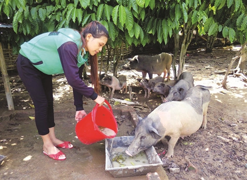 Nhiều hộ đồng bào ở thị trấn Prao, huyện Đông Giang quyết tâm vượt khó, vươn lên làm giàu từ chăn nuôi lợn (heo) Nhiều hộ đồng bào ở thị trấn Prao, huyện Đông Giang quyết tâm vượt khó, vươn lên làm giàu từ chăn nuôi lợn (heo)