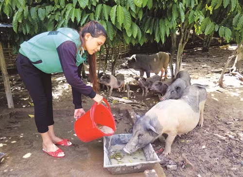 Nhiều hộ đồng bào ở thị trấn Prao, huyện Đông Giang quyết tâm vượt khó, vươn lên làm giàu từ chăn nuôi lợn (heo)