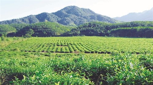 Những đồi chè xanh mướt đã giúp nhiều hộ đồng bào Cơ-tu ở huyện Đông Giang làm thủ tục vay vốn ưu đãi để phát triển kinh tế vườn đồi Những đồi chè xanh mướt đã giúp nhiều hộ đồng bào Cơ-tu ở huyện Đông Giang làm thủ tục vay vốn ưu đãi để phát triển kinh tế vườn đồi