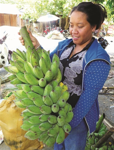 Nhờ dễ trồng, ít tốn công chăm sóc và cho hiệu quả kinh tế cao, chuối đã trở thành cây chủ lực ở huyện Đông Giang Nhờ dễ trồng, ít tốn công chăm sóc và cho hiệu quả kinh tế cao, chuối đã trở thành cây chủ lực ở huyện Đông Giang