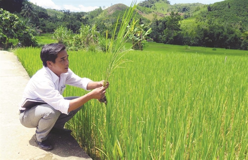 Nghiên cứu, tìm hiểu các giống lúa mới cho năng suất cao Nghiên cứu, tìm hiểu các giống lúa mới cho năng suất cao