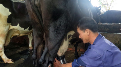 Anh Nguyễn Văn Sang đang thu hoạch sữa bò