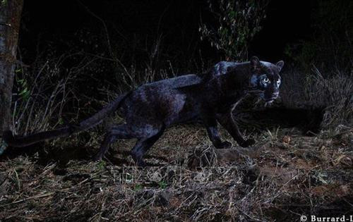 Báo đen châu Phi được phát hiện năm 2018 tại Khu bảo tồn động vật hoang dã Loisaba, Kenya. Ảnh: Will Burrard-Lucas/TTXVN phát Báo đen châu Phi được phát hiện năm 2018 tại Khu bảo tồn động vật hoang dã Loisaba, Kenya. Ảnh: Will Burrard-Lucas/TTXVN phát