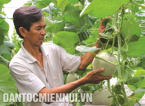 Mỗi cây chỉ để từ 2 đến 3 quả nhằm đảm bảo chất lượng dưa Mỗi cây chỉ để từ 2 đến 3 quả nhằm đảm bảo chất lượng dưa