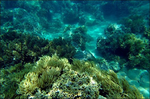 Festival biển Nha Trang - Khánh Hòa 2017: Nhiều hoạt động xã hội, bảo vệ môi trường ảnh 2