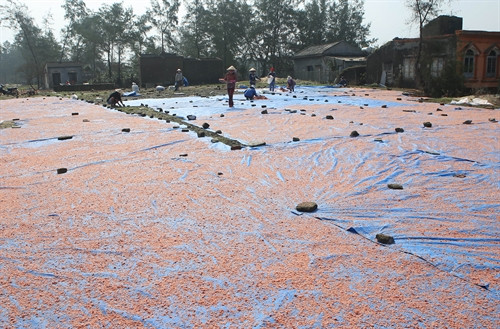 Ngư dân thôn An Dương, xã Phú Thuận, huyện Phú Vang giữ nghề làm ruốc truyền thống. Ngư dân thôn An Dương, xã Phú Thuận, huyện Phú Vang giữ nghề làm ruốc truyền thống.