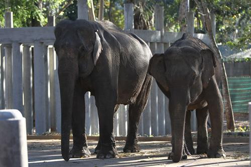 Voi phục vụ chở du khách tham quan ở Vườn Quốc gia Yok Don. Môi trường tự nhiên giúp đàn voi sinh trưởng phát triển tốt hơn. Môi trường tự nhiên giúp đàn voi sinh trưởng phát triển tốt hơn. Các cá thể voi cái thường bị cách li không được giao phối trong thời kỳ động dục. Cá thể voi đực đến thời kỳ động dục nhưng không được giao phối. Voi phục vụ chở du khách tham quan ở Buôn Đôn. Voi phục vụ chở du khách tham quan ở Vườn Quốc gia Yok Don. Môi trường tự nhiên giúp đàn voi sinh trưởng phát triển tốt hơn. Môi trường tự nhiên giúp đàn voi sinh trưởng phát triển tốt hơn. Các cá thể voi cái thường bị cách li không được giao phối trong thời kỳ động dục. Cá thể voi đực đến thời kỳ động dục nhưng không được giao phối. Voi phục vụ chở du khách tham quan ở Buôn Đôn.