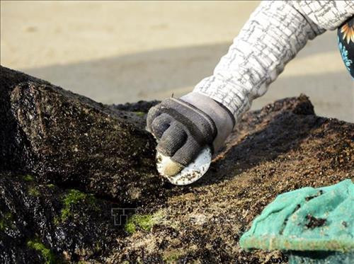 Mứt biển (rong biển) được người dân hái bằng cách dùng mảnh kim loại mỏng cào sát vào đá. Ảnh: Văn Dũng - TTXVN