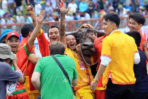 Ăn mừng chiến thắng sau khi "ông" trâu số 12 của ông Đỗ Tác Thoát, phường Bàng La, quận Đồ Sơn giành giải nhất. Ảnh: An Đăng - TTXVN Ăn mừng chiến thắng sau khi "ông" trâu số 12 của ông Đỗ Tác Thoát, phường Bàng La, quận Đồ Sơn giành giải nhất. Ảnh: An Đăng - TTXVN