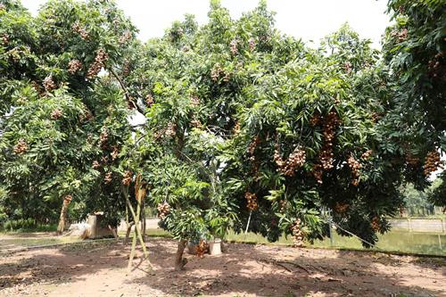 Theo quy hoạch đến năm 2020, vùng sản xuất nhãn chín muộn của huyện Hoài Đức là 250 ha, chủ yếu tập trung tại các xã: An Thượng, Đông Lao, Song Phương. Được sự hỗ trợ của Trung tâm Phát triển cây trồng Hà Nội trong việc áp dụng quy trình VietGAP, đặc biệt là sử dụng chế phẩm nano bạc phòng ngừa sâu bệnh hại nên chất lượng nhãn chín muộn Hà Nội được nâng lên, mã quả sáng, bóng và đẹp hơn.