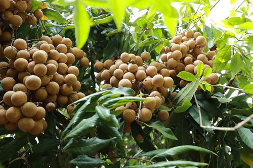 Theo quy hoạch đến năm 2020, vùng sản xuất nhãn chín muộn của huyện Hoài Đức là 250 ha, chủ yếu tập trung tại các xã: An Thượng, Đông Lao, Song Phương. Được sự hỗ trợ của Trung tâm Phát triển cây trồng Hà Nội trong việc áp dụng quy trình VietGAP, đặc biệt là sử dụng chế phẩm nano bạc phòng ngừa sâu bệnh hại nên chất lượng nhãn chín muộn Hà Nội được nâng lên, mã quả sáng, bóng và đẹp hơn.