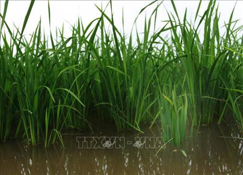 Cây lúa bị bệnh lùn sọc đen có thân thấp lùn, kém phát triển và không cho hạt. Ảnh: Thế Duyệt – TTXVN Cây lúa bị bệnh lùn sọc đen có thân thấp lùn, kém phát triển và không cho hạt. Ảnh: Thế Duyệt – TTXVN