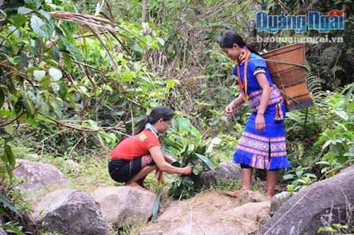 Để có ché rượu thơm ngon, chị Hòa phải mang gùi vào tận rừng sâu hái lá làm men rượu, một vật phẩm của tự nhiên không thể thiếu trong chế biến rượu cần. Để có ché rượu thơm ngon, chị Hòa phải mang gùi vào tận rừng sâu hái lá làm men rượu, một vật phẩm của tự nhiên không thể thiếu trong chế biến rượu cần.