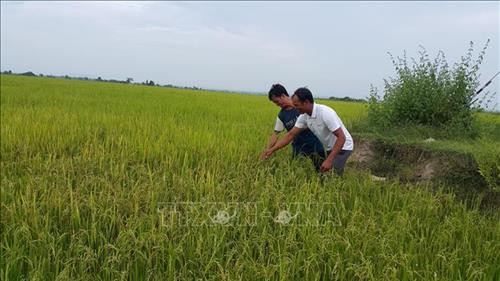 Đảng viên xã Ia Piar hướng dẫn bà con áp dụng khoa học kỹ thuật vào chăm sóc lúa, cho năng suất cao, tạo tiền đề phát triển kinh tế các hộ nghèo. Ảnh: Hồng Điệp - TTXVN.