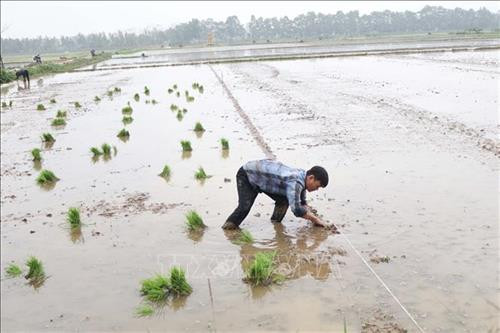 Người dân xã Trung Nguyên, huyện Yên Lạc đắp bờ thửa để cấy lúa vụ Đông xuân 2019. Ảnh: Nguyễn Trọng Lịch-TTXVN Người dân xã Trung Nguyên, huyện Yên Lạc đắp bờ thửa để cấy lúa vụ Đông xuân 2019. Ảnh: Nguyễn Trọng Lịch-TTXVN