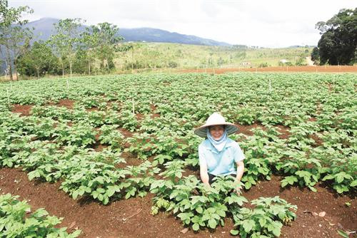 Huyện Kon Plông chủ trương mở rộng diện tích rau, củ, quả xứ lạnh để tiếp tục kêu gọi đầu tư vào Khu du lịch sinh thái Măng Đen. Ảnh: Văn Phương
