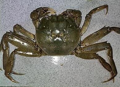 Cà ra chỉ có hai chiếc càng nhỏ như nhau. Ảnh: violet.vn Cà ra chỉ có hai chiếc càng nhỏ như nhau. Ảnh: violet.vn