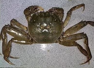 Cà ra chỉ có hai chiếc càng nhỏ như nhau. Ảnh: violet.vn