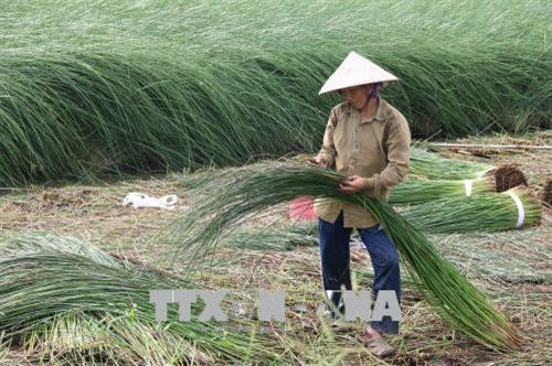 Nông dân xã Đức Mỹ, huyện Càng Long thu hoạch lác. Ảnh : TTXVN phát. Nông dân xã Đức Mỹ, huyện Càng Long thu hoạch lác. Ảnh : TTXVN phát.