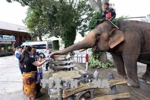 Du khách thân thiện cùng voi nhà tại khu vực hồ Lắk. Ảnh: Anh Tuấn - TTXVN Du khách thân thiện cùng voi nhà tại khu vực hồ Lắk. Ảnh: Anh Tuấn - TTXVN