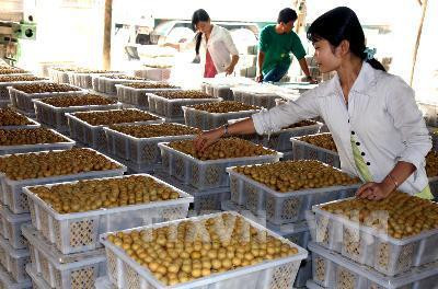 Đóng hộp nhãn tiêu Huế xuất khẩu sang thị trường Trung Quốc tại cơ sở Ba Liêm. Ảnh: Đình Huệ - TTXVN
