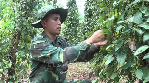 Chiến sĩ biên phòng giúp dân thu hoạch hồ tiêu. Ảnh: K GỬIH –TTXVN Chiến sĩ biên phòng giúp dân thu hoạch hồ tiêu. Ảnh: K GỬIH –TTXVN