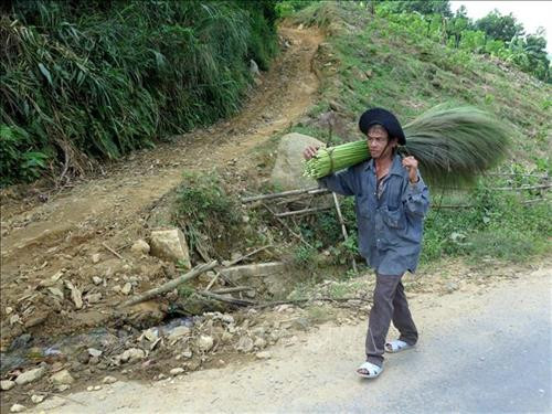 Người dân gùi đót về nhà sau khi thu hoạch. Ảnh: Phước Ngọc-TTXVN Người dân gùi đót về nhà sau khi thu hoạch. Ảnh: Phước Ngọc-TTXVN