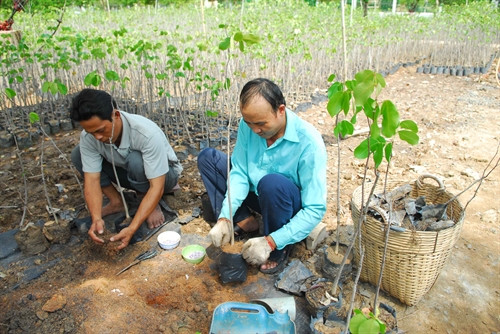 Cán bộ Ban quản lý rừng phòng hộ Cần Giờ chăm sóc và nhân giống cây đước, dà vôi, vẹt đen…để trồng rừng.
