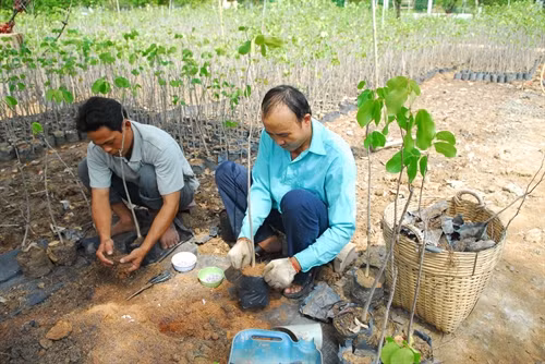 Cán bộ Ban quản lý rừng phòng hộ Cần Giờ chăm sóc và nhân giống cây đước, dà vôi, vẹt đen…để trồng rừng.
